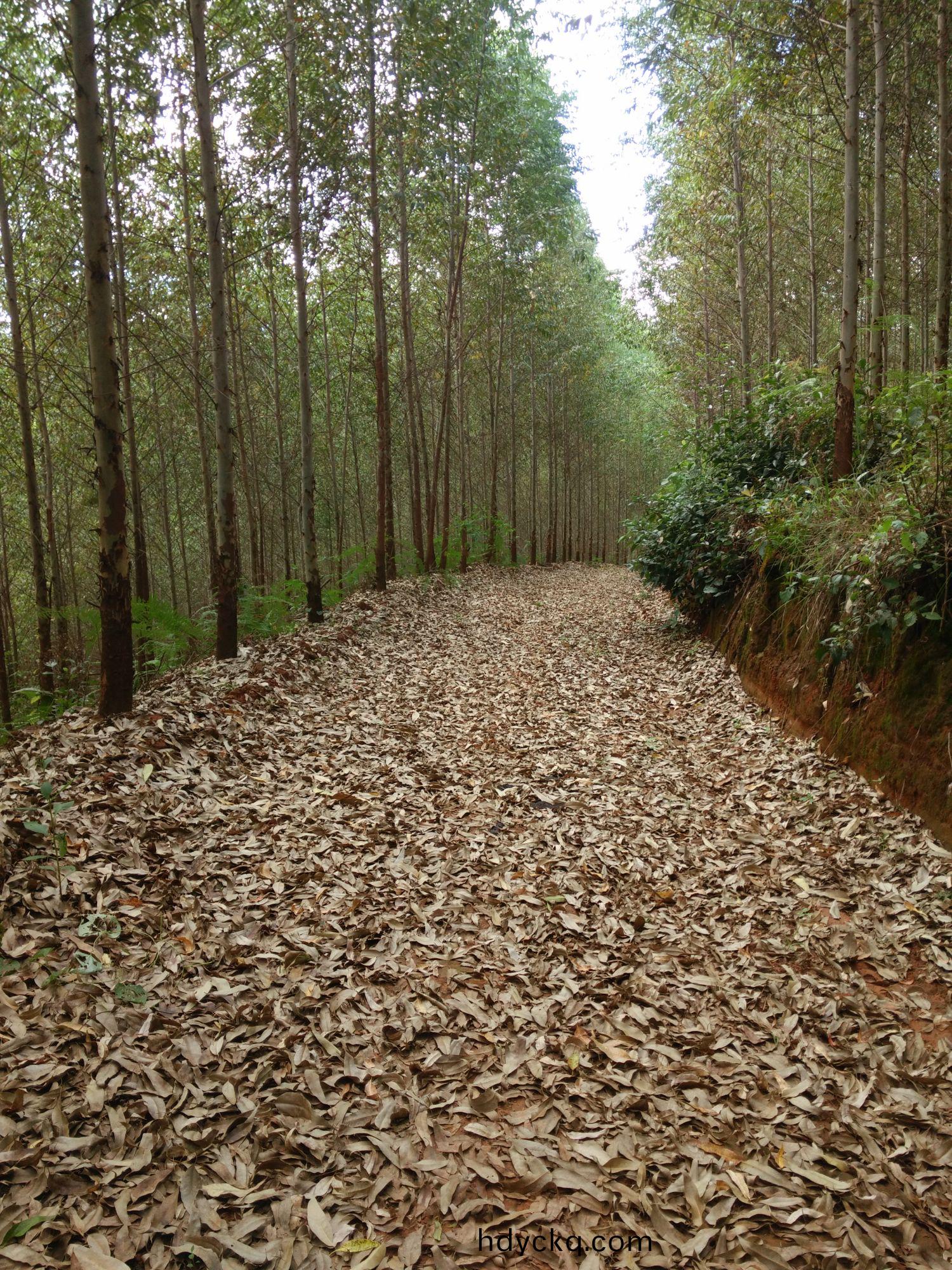 林(lin)地